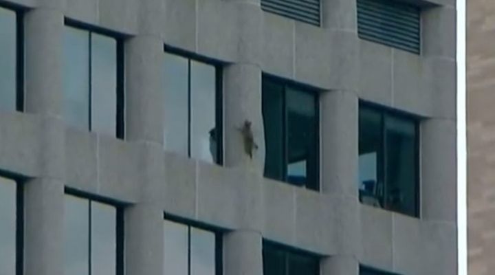 Raccoon Climbs Building Story