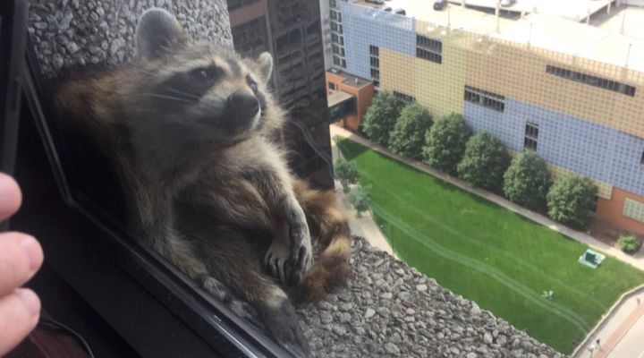 Raccoon Climbs Building Story