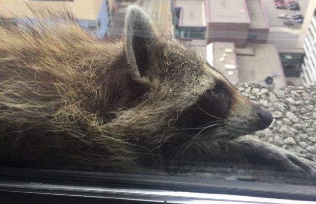 Raccoon Climbs Building Story