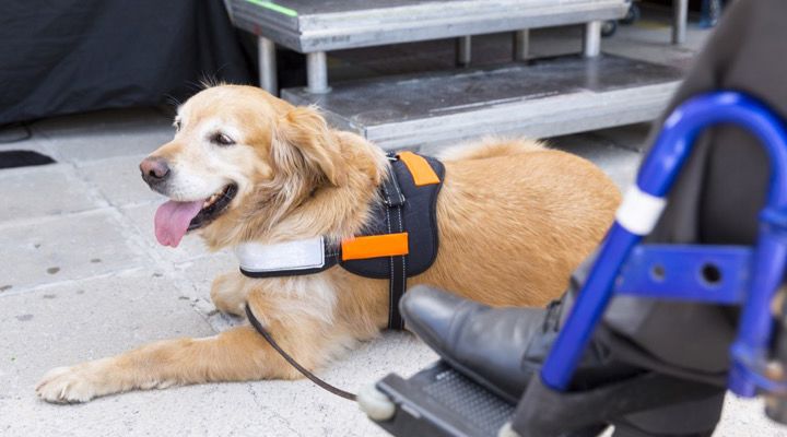 Service Dogs Story