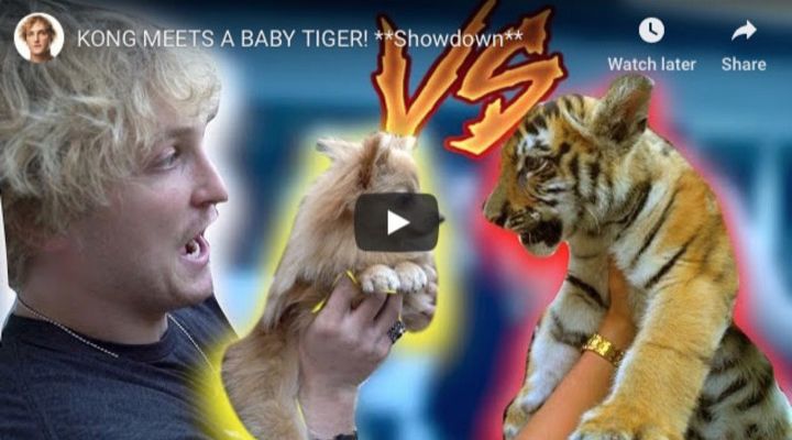 Tiger Cub Saved Story