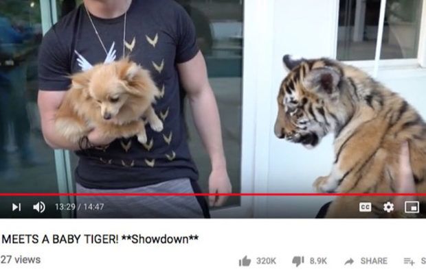 Tiger Cub Saved Story