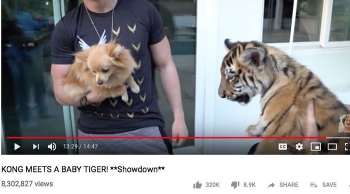 Tiger Cub Saved Story