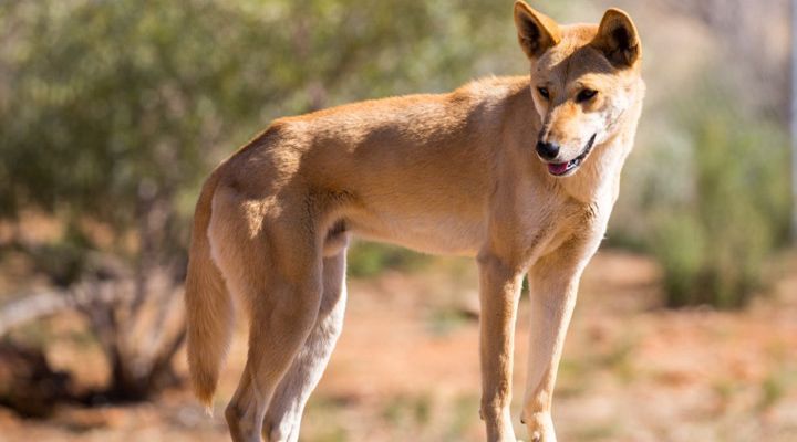 Deadliest Animals in Australia