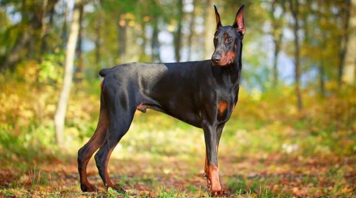 Dangerous Dog Breeds