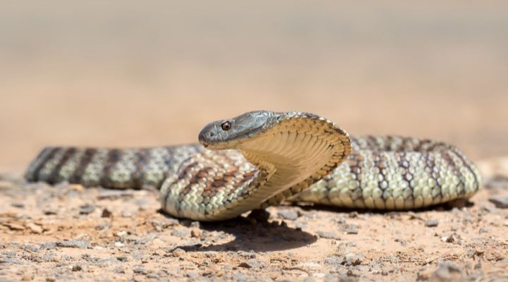 Deadliest Animals in Australia