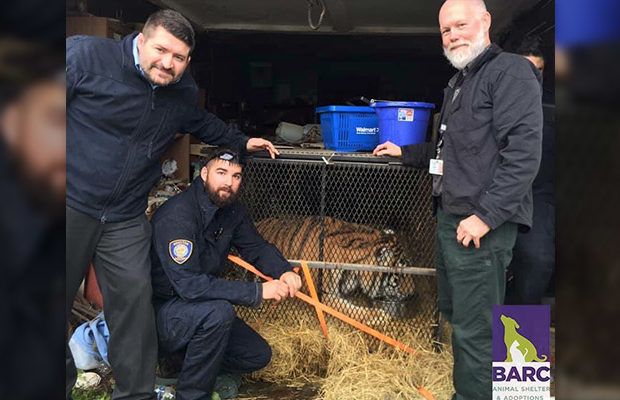 Abandoned House Tiger Story