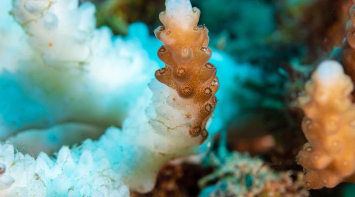 RangerBot Great Barrier Reef