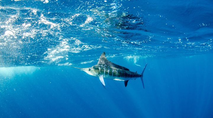 Record Blue Marlin Story