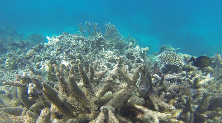 RangerBot Great Barrier Reef