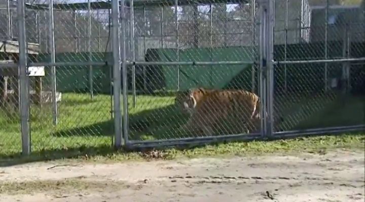 Abandoned House Tiger Story