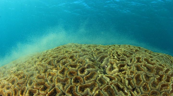 RangerBot Great Barrier Reef