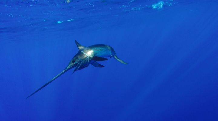 Record Blue Marlin Story